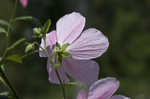 Virginia saltmarsh mallow